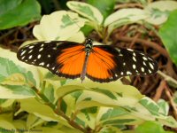 photo-butterfly-garden-61-2010-06-21-Heliconius-Hecale-VICTORIA-B.C