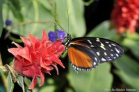 photo-butterfly-garden-65-2010-06-21-Heliconius-Hecale-VICTORIA-B.C