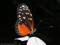 photo-butterfly-garden-67-2010-06-21-Heliconius-Hecale-VICTORIA-B.C