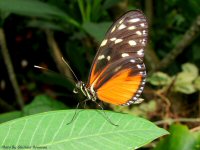 photo-butterfly-garden-69-2010-06-21-Heliconius-Hecale-VICTORIA-B.C