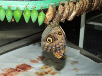photo-butterfly-garden-7-2010-06-21-Morpho-sp-just-came-out-of-its-cocoon-VICTORIA-B.C