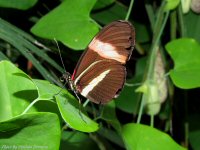 photo-butterfly-garden-75-2010-06-21-Heliconius-Melphomene-VICTORIA-B.C