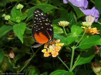 photo-butterfly-garden-77-2010-06-21-Heliconius-Hecale-VICTORIA-B.C