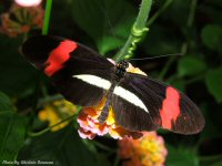 photo-butterfly-garden-79-2010-06-21-Heliconius-Melphomene-VICTORIA-B.C