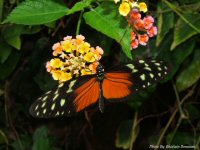 photo-butterfly-garden-82-2010-06-21-Heliconius-Hecale-VICTORIA-B.C