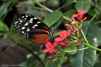 photo-butterfly-garden-84-2010-06-21-Heliconius-Hecale-VICTORIA-B.C