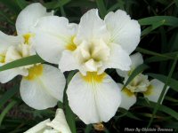 photo-flower-21-2004-06-18-Iris-EXPERIMENTAL-FARM-OTTAWA-ONTARIO