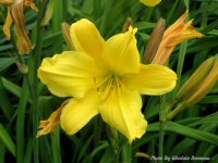 photo-flower-23-2004-06-18-Iris-Double Date-EXPERIMENTAL-FARM-OTTAWA-ONTARIO