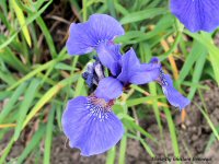 photo-flower-29-2004-06-18-Iris-Sibirica Holy Blue Bird-EXPERIMENTAL-FARM