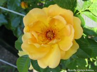 photo-flower-5-2004-06-13-Rose Maigold-EXPERIMANTAL-FARM