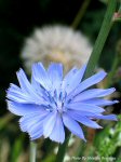 photo-flower-53-2004-07-02-Wild Chicory-ON-RIVER-SIDE-OTTAWA