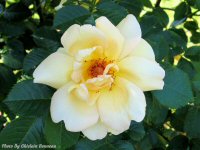 photo-flower-6-2004-06-13-Rose Maigold-EXPERIMENTAL-FARM