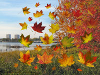 wallpaper-OTHERS-20-Fall-Leaves-2-Outaouais-River-Ottawa-fs