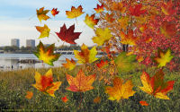 wallpaper-OTHERS-20-Fall-Leaves-2-Outaouais-River-Ottawa-ws