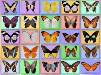 wallpaper-OTHERS-30-butterfly-fs