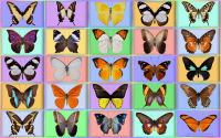 wallpaper-OTHERS-30-butterfly-ws