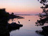 FREE wallpaper-Sunrises-Sunsets-30-Heron-Fishing-just-before-Sunrise-VICTORIA-B.C.-2008-05-9-FS