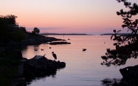 FREE wallpaper-Sunrises-Sunsets-30-Heron-Fishing-just-before-Sunrise-VICTORIA-B.C.-2008-05-9-WS