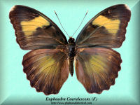 108-butterfly-Euphaedra-Caerulescens-(F)-Bambiri-RCA