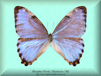 202-butterfly-Morpho-Portis-Thamyris-(M)-Brazil