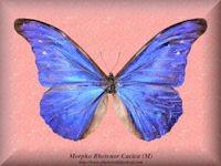203-butterfly-Morpho-Rhetenor-Cacica-(M)-Peru