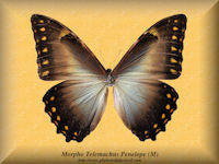 209-butterfly-Morpho-Telemachus-Penelope-(M)-Peru