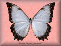 210-butterfly-Morpho-Theseus-Juturna-Ecuador