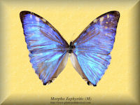 211-butterfly-Morpho-Zephyritis-(M)-Peru