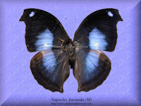 214-butterfly-Napocles-Jucunda-(M)-Peru