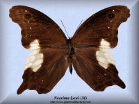 215-butterfly-Neorima-Lowi-(M)-Malaysia