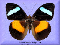 216-butterfly-Nessea-Obrinus-Atalaya-(M)-Peru
