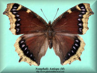 217-butterfly-Nymphalis-Antiopa-(M)-Ontario-Canada