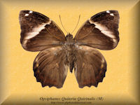 218-butterfly-Opsiphanes-Quiteria-Quirinalis-(M)-Peru