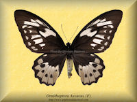 220-butterfly-Ornithoptera-Aesacus-(F)
