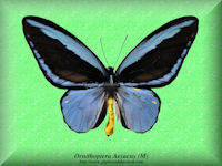 221-butterfly-Ornithoptera-Aesacus-(M)