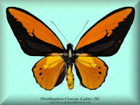 223-butterfly-Ornithoptera-Croesus-Lydius-(M)
