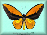 224-butterfly-Ornithoptera-Croesus-Toeantei-(M)