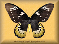 227-butterfly-Ornithoptera-Goliath-Samson-Joycei-(F)