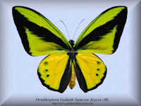 228-butterfly-Ornithoptera-Goliath-Samson-Joycei-(M)