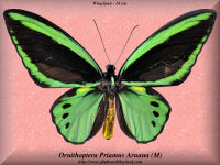 230-butterfly-Ornithoptera-Priamus-Aruana-(M)