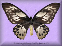 231-butterfly-Ornithoptera-Priamus-Poseidon-Teucrus-(F)