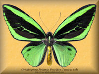 232-butterfly-Ornithoptera-Priamus-Poseidon-Teucrus-(M)