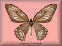 235-butterfly-Ornithoptera-Urvilliana-(F)