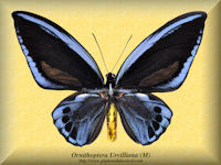 236-butterfly-Ornithoptera-Urvillliana-(M)