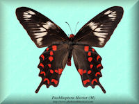 238-butterfly-Pachlioptera-Hector(M)-India