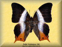 239-butterfly-Palla-Violinitens-(M)