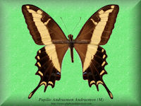 243-butterfly-Papilio-Andraemon-Andraemon-(M)