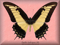 245-butterfly-Papilio-Androgeus-(M)-Peru