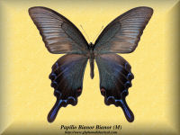 249-butterfly-Papilio-Bianor-Bianor-(M)-Liaoning-China