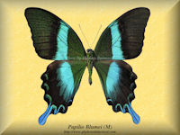 250-butterfly-Papilio-Blumei-(M)